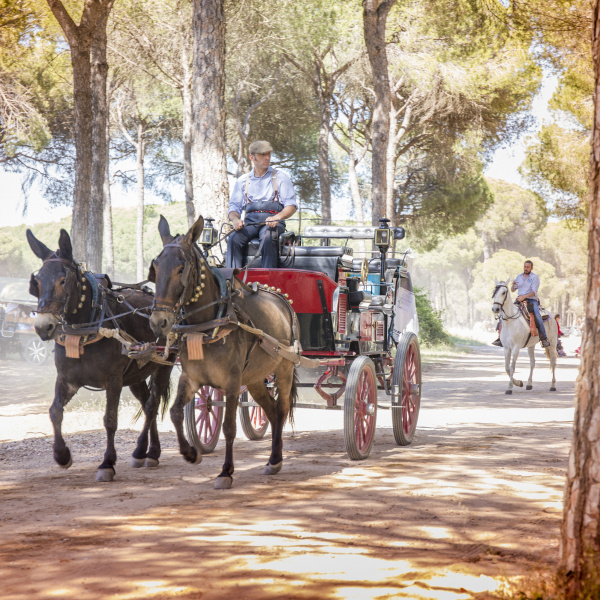 Equines at El Rocio 2018