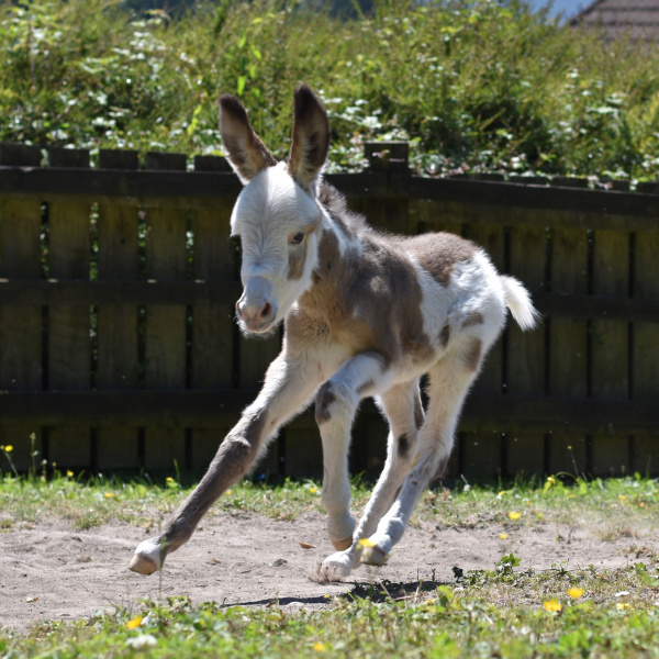 Coby the foal