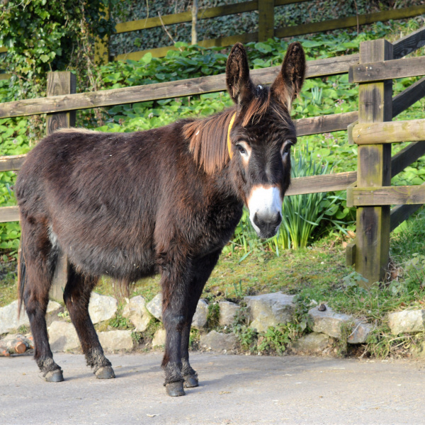 Fudge the pregnant mare