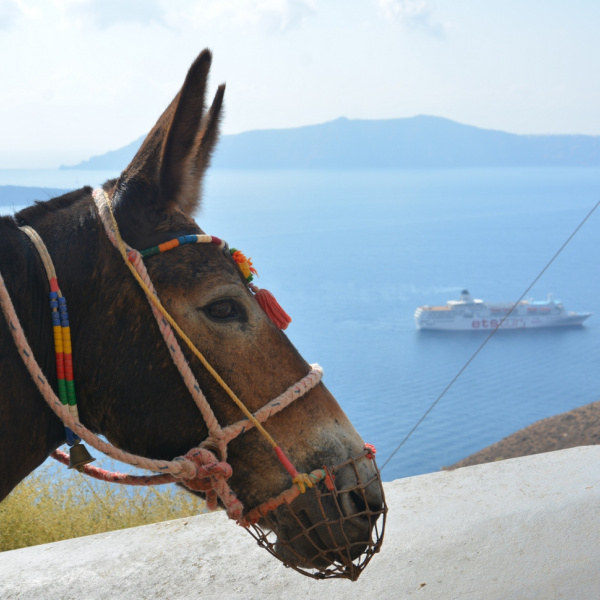 Mule on Santorini steps