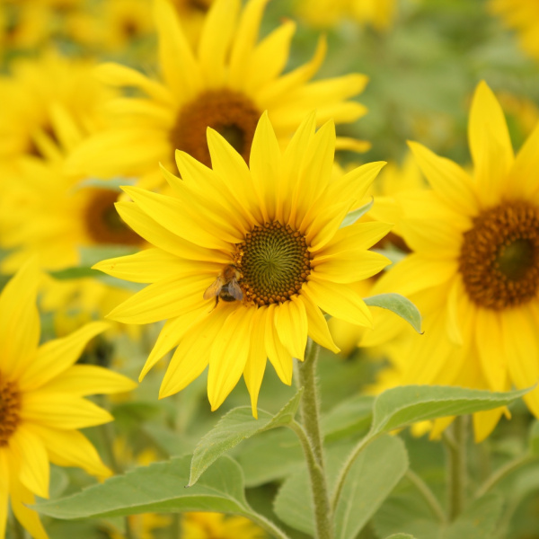 Bumble bee on sunflower