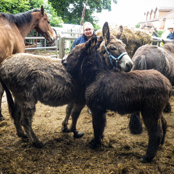 Donkeys grooming each other in muddy yard during RSPCA rescue