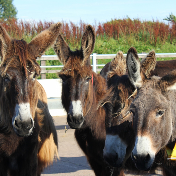 Poitou donkeys in Buffalo Barn