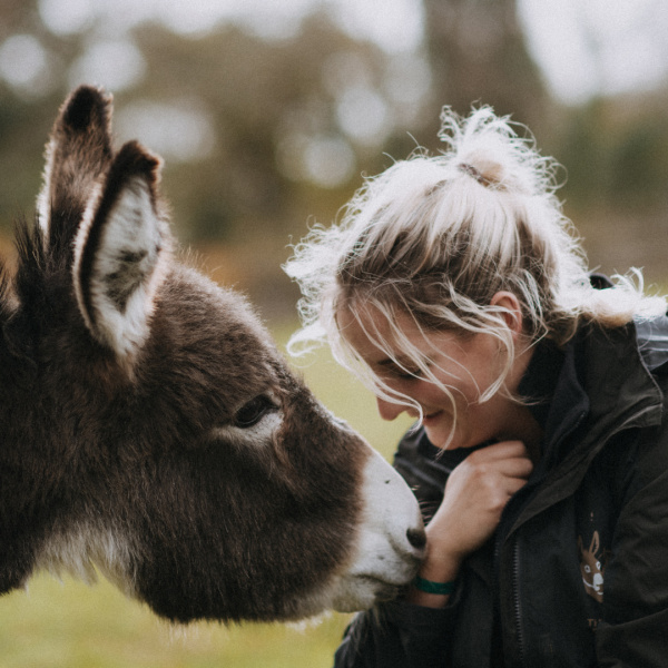 Donkey and groom