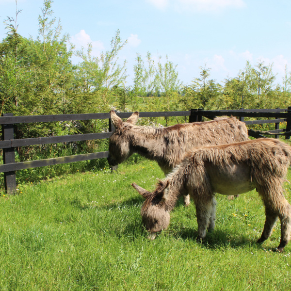 Daphne and Murphy settle in at Donkey Sanctuary Ireland