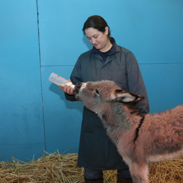 Sam being bottle-fed by handler