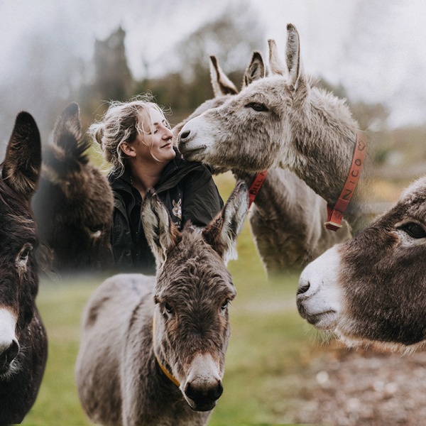 Montage of groom and donkeys for hero