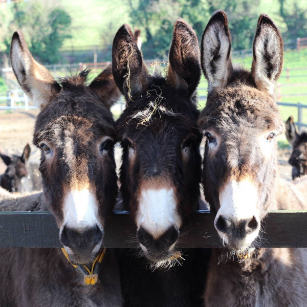 Happy donkeys at Hannigan's Farm 1996