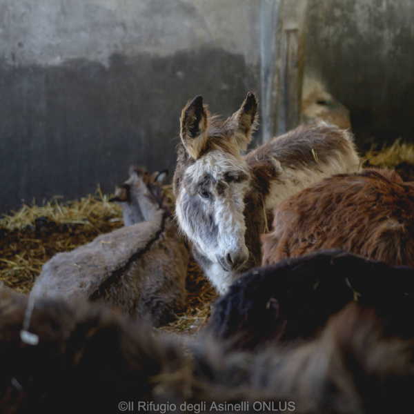 Donkeys rescued from Italy farm