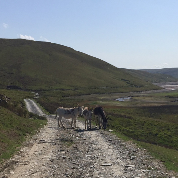 Doris, Dora and Ned in Welsh hills