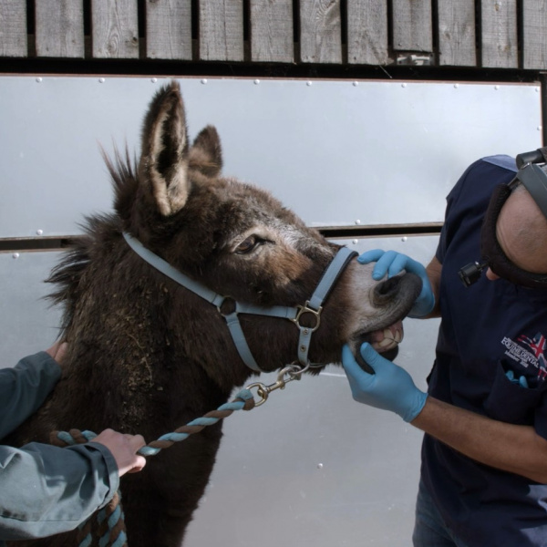 Dental check for New Arrival