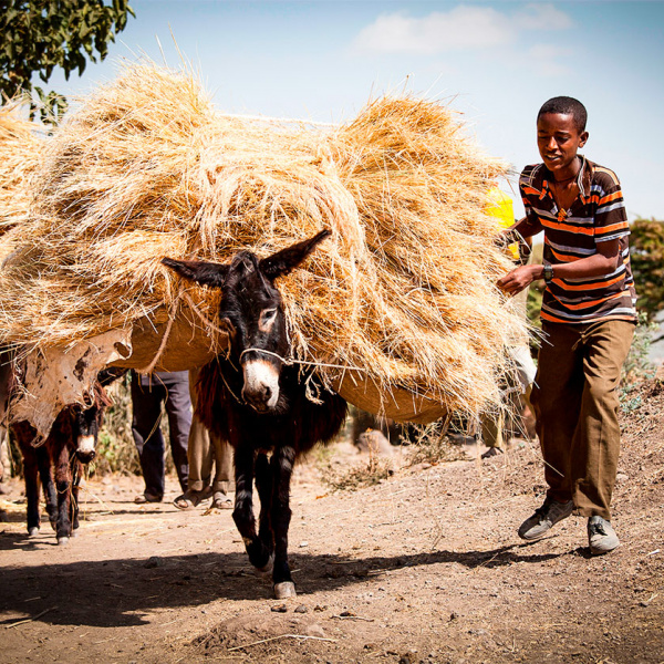 Donkey carrying crops