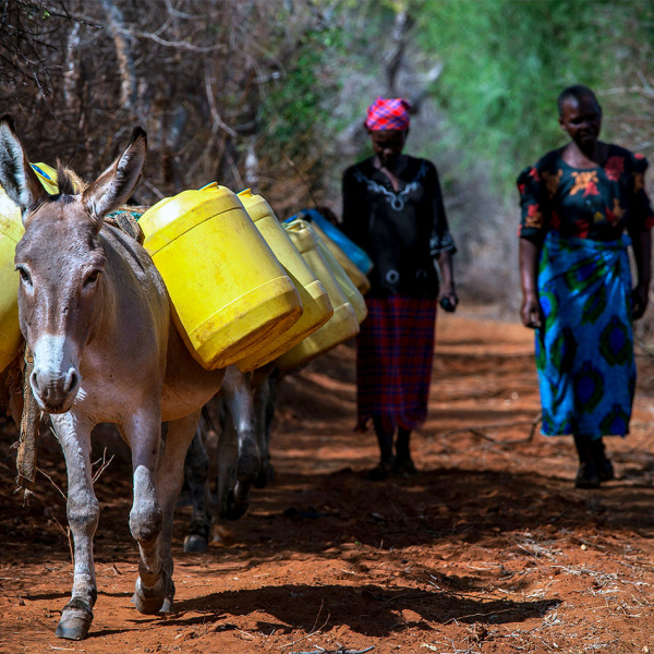 Donkeys carrying water in Kenya