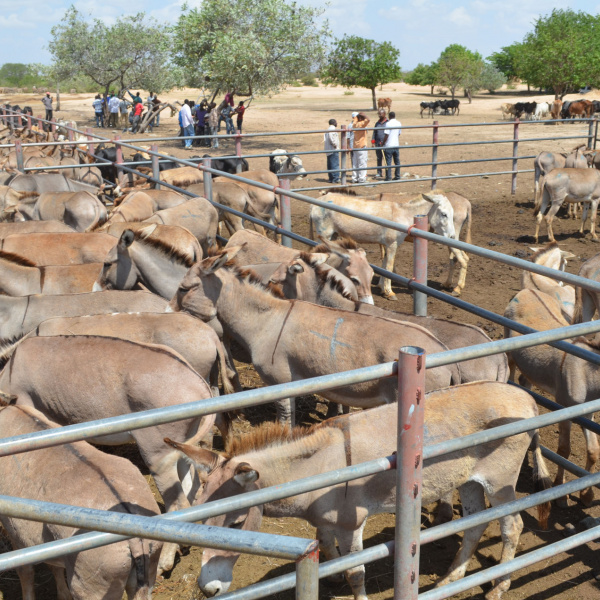 Pens of donkeys at market in Tanzania