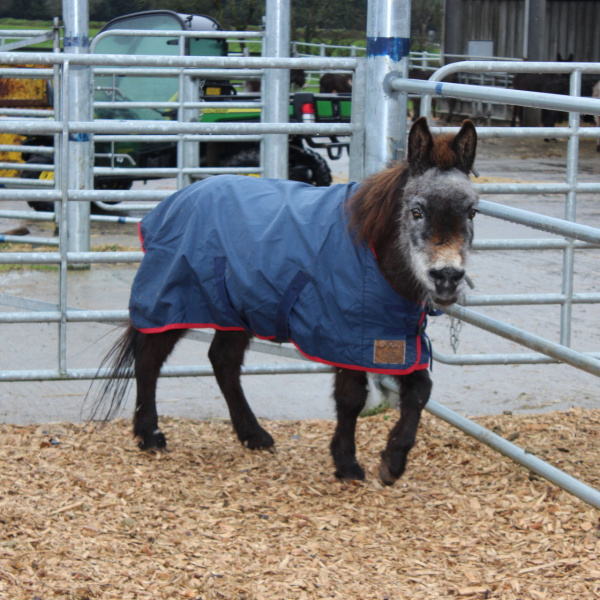 Tootsie the mule in his rug