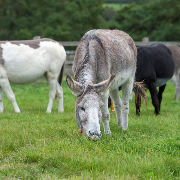 Group of donkeys grazing