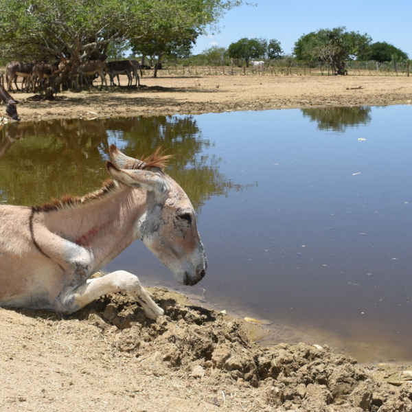 Gabriel stuck by lake in Brazil holding pen