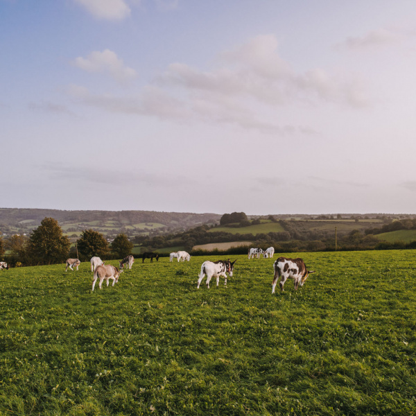 Donkeys grazing in Sidmouth