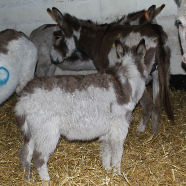 Group of donkeys rescued from North East 