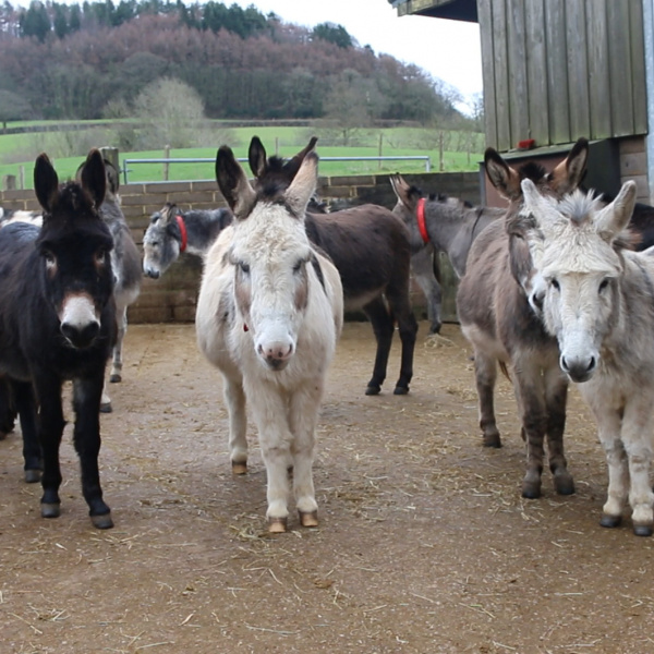 Woods Farm donkeys await checks