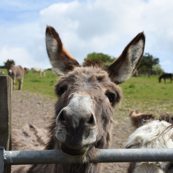 Axnoller donkey at Donkey Week