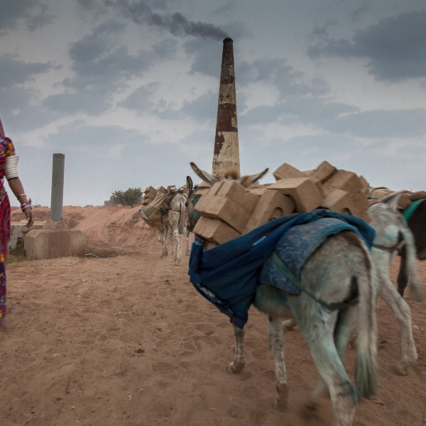 Donkeys walking to India brick kiln