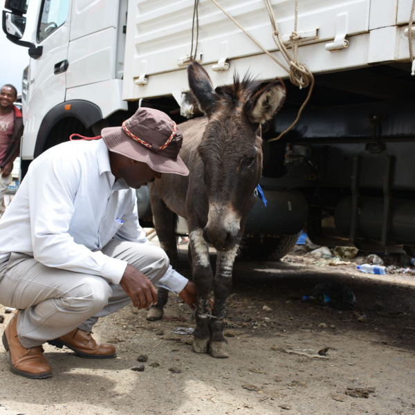 Dr Bojia with donkey at Merkato market