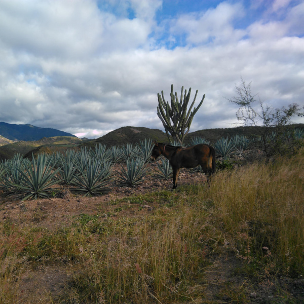 Mule with agave plants, Mexico