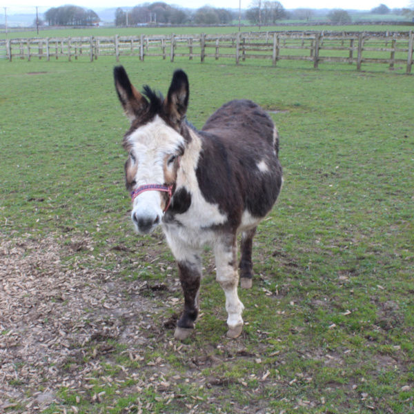 Stuart at pasture with trimmed hooves