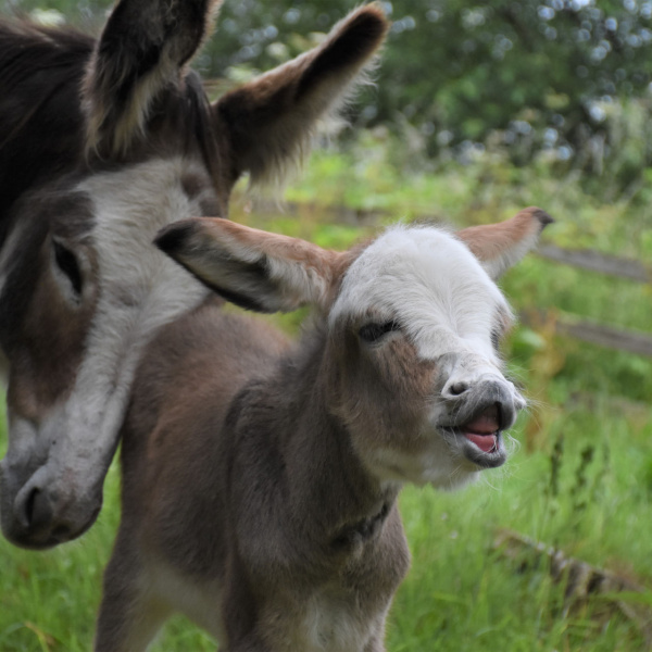 Sweet Pea royal foal neighing