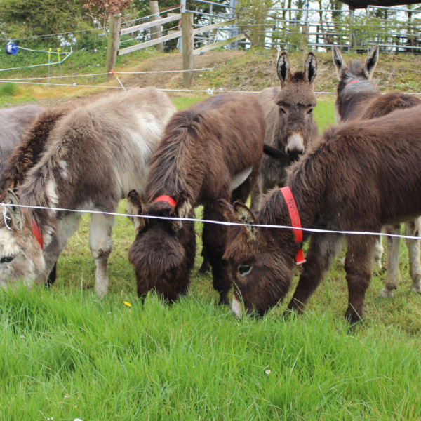 8 Ireland foals