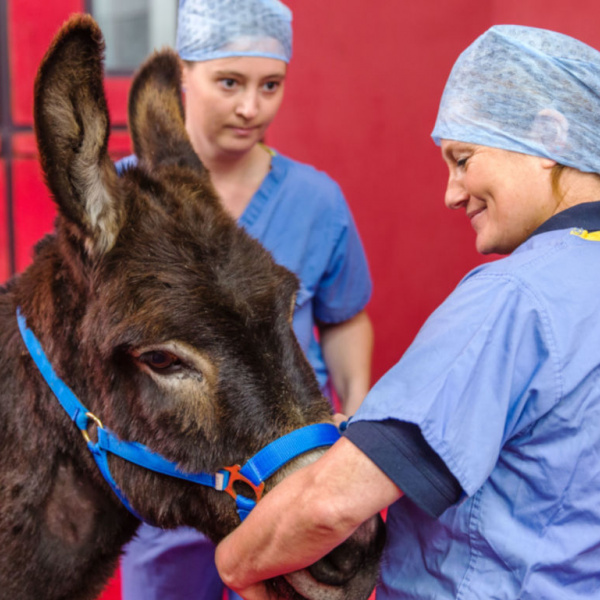 Donkey vet check