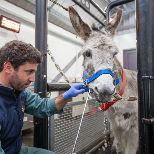 Equine dentist rasping teeth at Brookfield