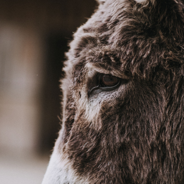 Close up of a donkey's eye