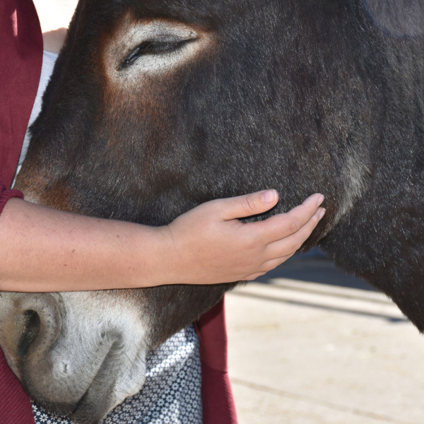 DAT donkey Socrates handled by young person