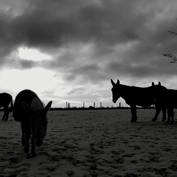 Donkeys in bad weather