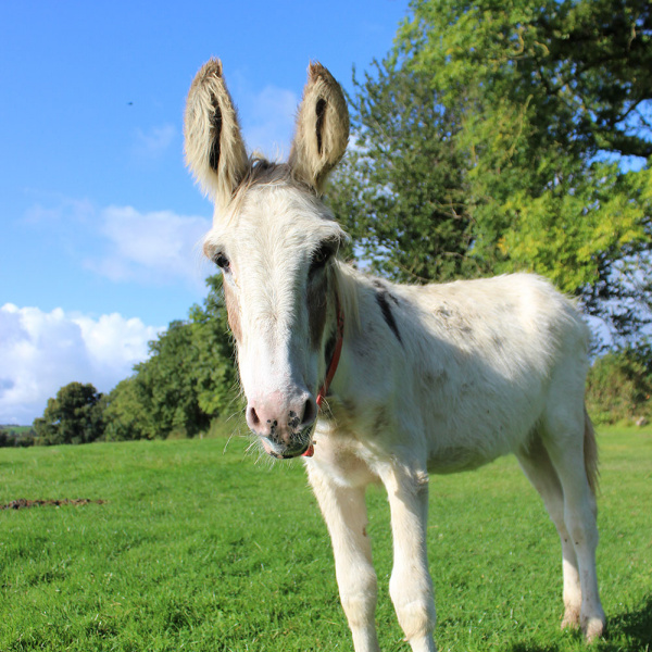 Walshie standing in paddock