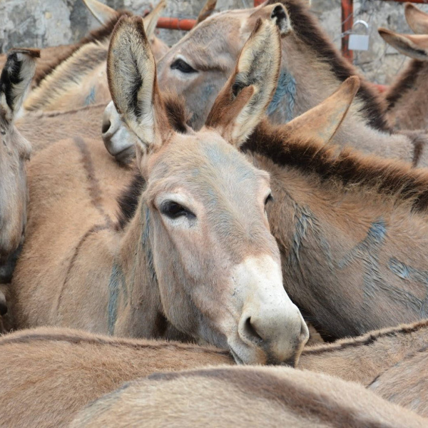 Donkeys in pen waiting slaughter