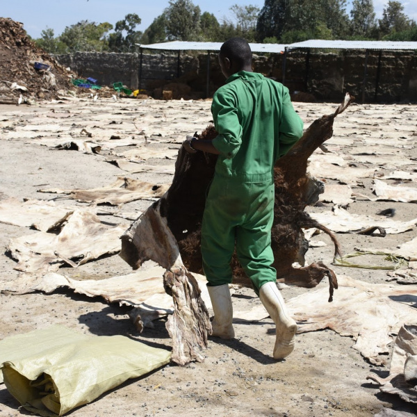 Worker in Kenya slaughterhouse carrying dried donkey skin