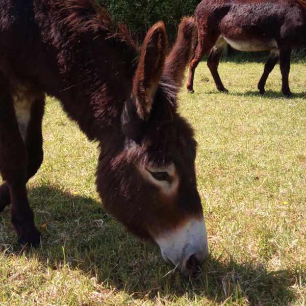 Stephanie and Jackie grazing in field 