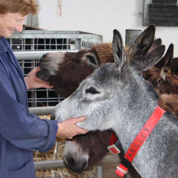 Grey foal Parsley is cradled by groom, Maria