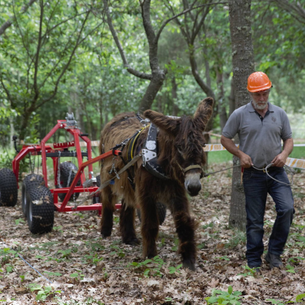 Donkey pulling logging cart