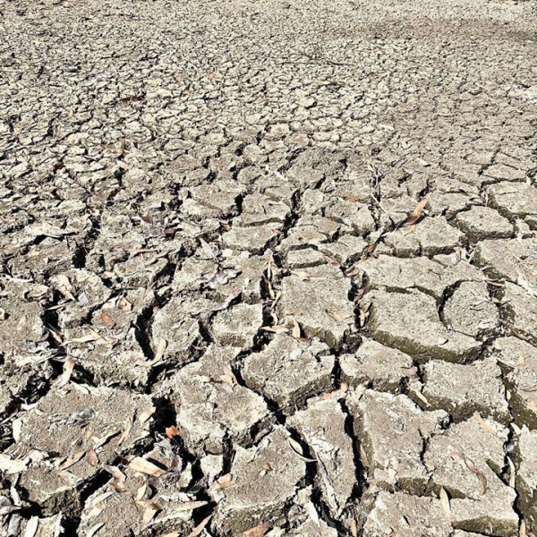 Ground at the Good Samaritan Donkey Sanctuary has dried up