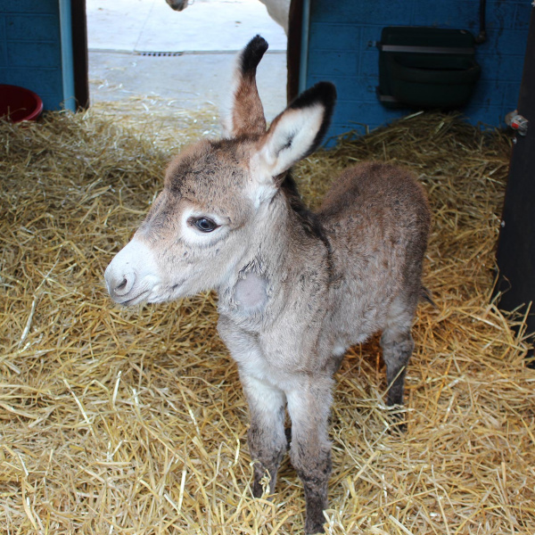 Bugsy, a small grey foal, stands in the middle of a straw bed