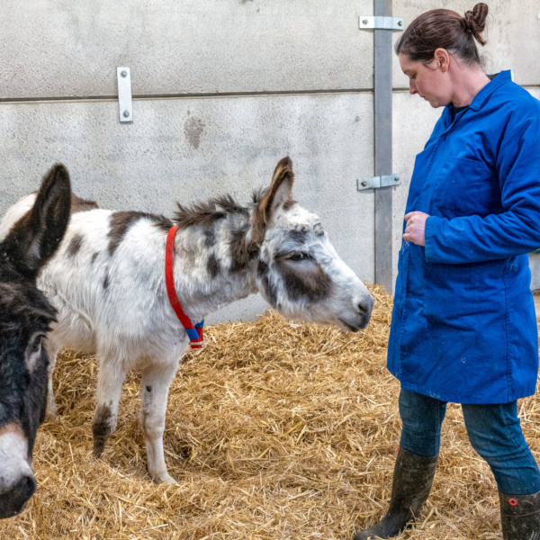 Curious donkeys at the Rehoming Unit