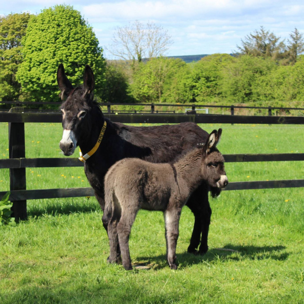 Honeybee with her foal Lockie