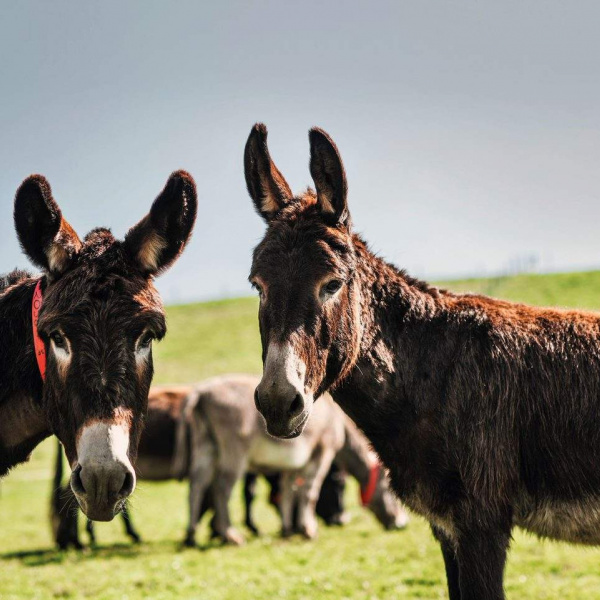 Pair of donkeys