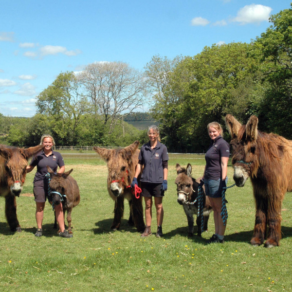 Poitou and miniature donkeys