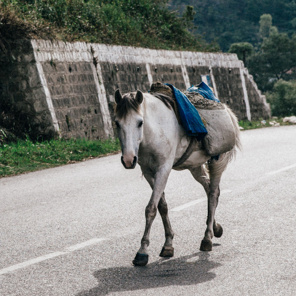 Laden horse in India