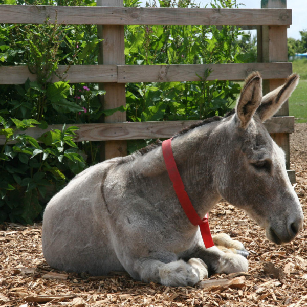 Clipped donkey